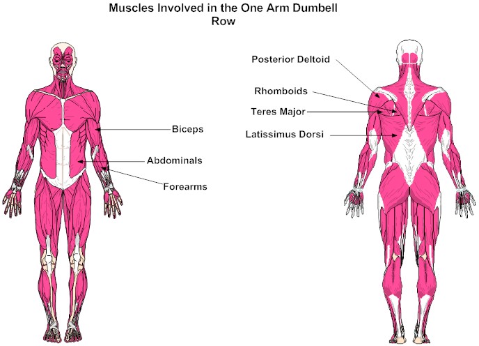 Muscles Involved in the One Arm Dumbell Row